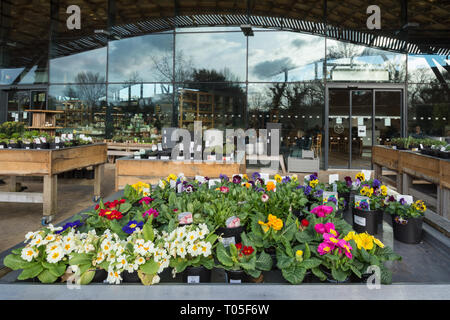 Blumen und Pflanzen für den Verkauf außerhalb der Savill Gebäude an Savill Garden im Windsor Great Park, Berkshire/Surrey, Großbritannien Stockfoto