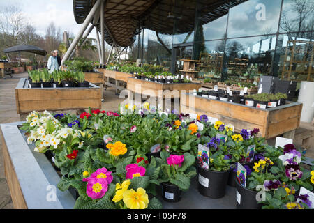 Blumen und Pflanzen für den Verkauf außerhalb der Savill Gebäude an Savill Garden im Windsor Great Park, Berkshire/Surrey, Großbritannien Stockfoto