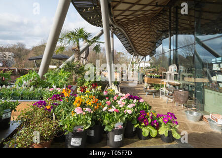 Blumen und Pflanzen für den Verkauf außerhalb der Savill Gebäude an Savill Garden im Windsor Great Park, Berkshire/Surrey, Großbritannien Stockfoto