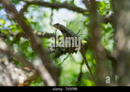 Lizard eine Pause in einem Baum aus der Texas Sonne zu erhalten. Stockfoto