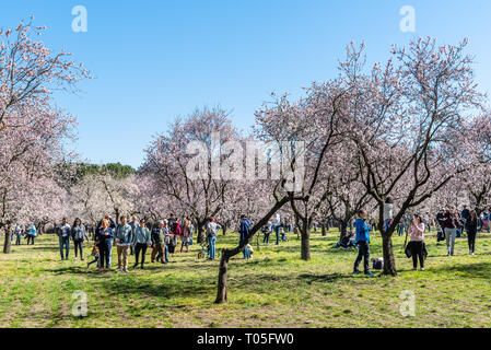 Madrid, Spanien - 2. März 2019: Leute, die Mandelbäume in voller Blüte in den Park von La Quinta de los Molinos. Prunus dulcis, Loquat. Stockfoto