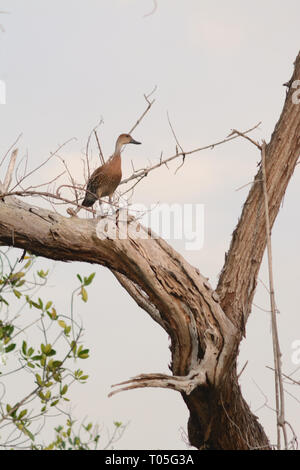 Eine Ente hoch oben in einem Baum im Wald in der Dominikanischen Republik auf der Suche nach rechts. Stockfoto