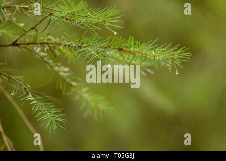 Regen Tropfen auf Tannenbaum Nadeln Stockfoto