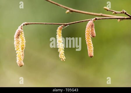 Detail von catkin Samenkapseln hängen von einem Baum Stockfoto