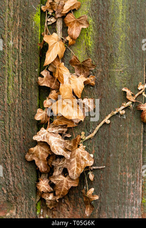 Sterbende braun Efeu Blätter im Herbst auf einem hölzernen Zaun panel mit Patches von Moss Stockfoto