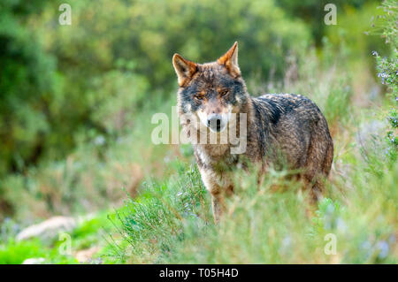 Europäischen grauen Wolf Stockfoto