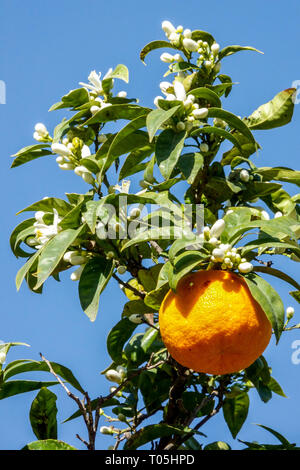 Spanien Orangenbaum und Früchte, weiße Blüten auf Ästen Valencia Orangenblüte Stockfoto