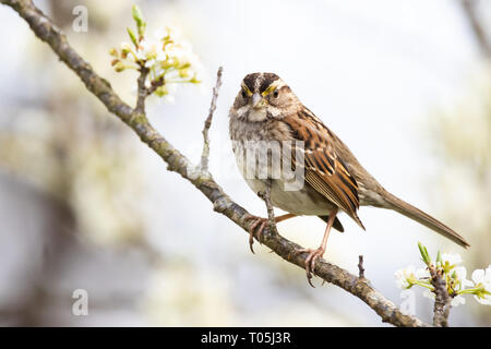 Weiß – Throated Spatz Stockfoto