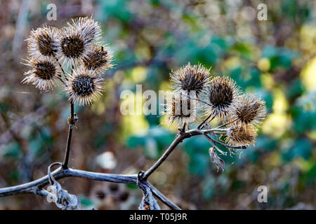 Die Stachelige Kraut Klette Anlage oder Arctium Pflanze aus der Familie der Asteraceae. Dieser wächst wild in Hertfordshire am Ufer des Flusses Stort. Stockfoto