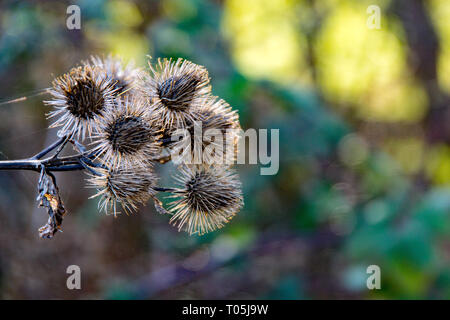 Die Stachelige Kraut Klette Anlage oder Arctium Pflanze aus der Familie der Asteraceae. Dieser wächst wild in Hertfordshire am Ufer des Flusses Stort. Stockfoto