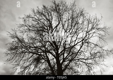 Baum gegen Moody sky Stockfoto