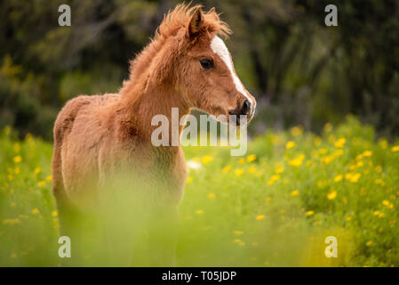 Nahaufnahme, Porträt eines braunen junge Fohlen in einer Blumenwiese Stockfoto