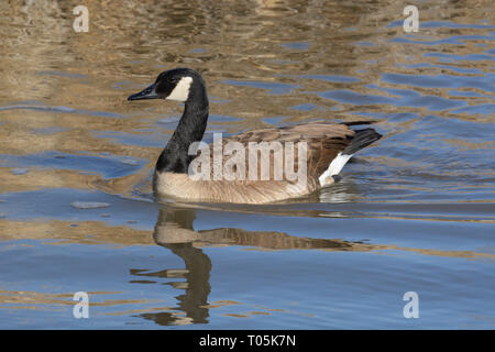Kanada gans Schwimmen im See mit goldenen Reflexen in Wasser aus trockenen Winter Gras am Ufer Stockfoto
