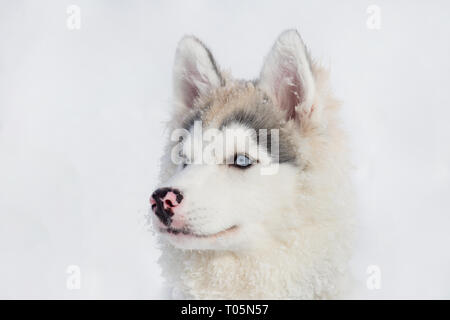 Cute Siberian Husky Welpen auf einem weißen Hintergrund. Drei Monate alt. Heimtiere. Reinrassigen Hund. Stockfoto