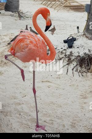 Big Fat Flamingo am Strand in Aruba. Stockfoto