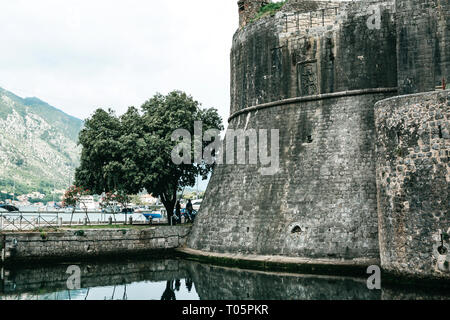 Blick auf die stadt Stadtmauer in Kotor in Montenegro. In der Nähe der Straße, einen Baum und die Berge. Stockfoto