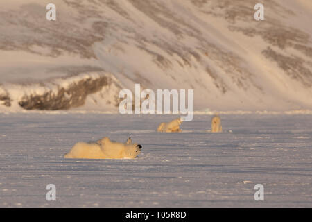 Eisbären, zwei Jahre alt, Liegen und das Rollen auf dem Rücken. Mutter und siebling im Hintergrund, Meereis und die Berge in der Arktis von Spitzbergen. Wild einen Stockfoto