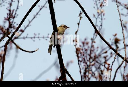 Shanghai, China. 17 Mär, 2019. Ein Licht - vented bulbul an einem blühenden Baum in Minhang District Shanghai, China, 17. März 2019. Credit: Zhang Jiansong/Xinhua/Alamy leben Nachrichten Stockfoto