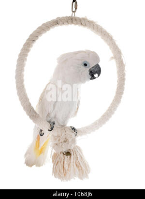 White cockatoo vor weißem Hintergrund Stockfoto