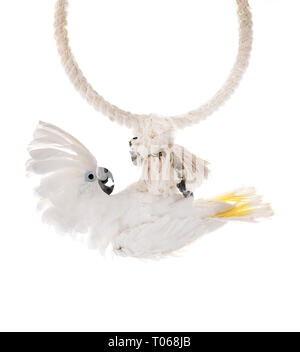 White cockatoo vor weißem Hintergrund Stockfoto