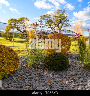 Herbst Farbe in herrlichen privaten Garten - elegantes, modernes Design, Garten- und Landschaftsbau, Pflanzen & Schiefer Chips auf Grenze (ländlichen Yorkshire, England, UK) Stockfoto