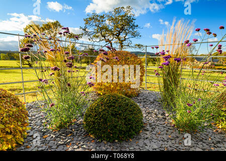 Herbst Farbe in herrlichen privaten Garten - elegantes, modernes Design, Garten- und Landschaftsbau, Pflanzen & Schiefer Chips auf Grenze (ländlichen Yorkshire, England, UK) Stockfoto