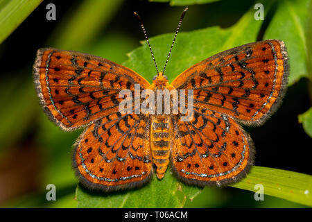 Schöne Metalmark Schmetterling auf Blatt Stockfoto