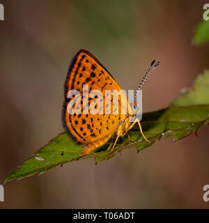 Schöne Metalmark Schmetterling auf Blatt Stockfoto