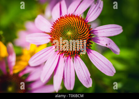 Echinacea purpurea Blume im Garten Stockfoto