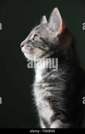 Ein Porträt eines grauen Tabby Kätzchens mit einem festen Blicken Sie auf einen dunklen Hintergrund Stockfoto