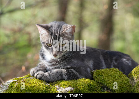 Eine junge graue Tabby Katze, die sich auf einem Moos bedeckt Steinmauer und Blick nach unten Stockfoto