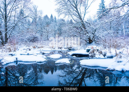 Schneefall auf einem Creek See mit Steinen nach einem Schneesturm in Vancouver (Delta) BC, bei Verbrennungen Moor. Verschneiten Wald Szenen. Stockfoto