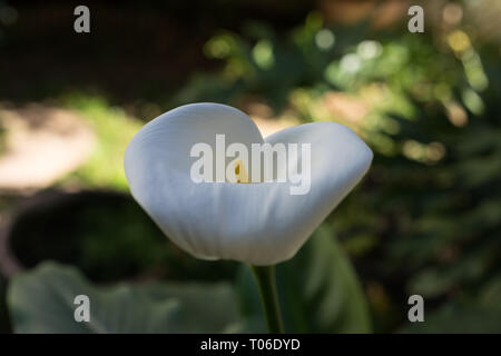 Zantedeschia aethiopica, Calla Lilie oder Arum lily native zum südlichen Afrika in Lesotho, Südafrika und Swasiland. Auch auf den Kanarischen Inseln und Ma gefunden Stockfoto