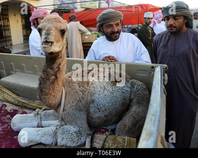 Ein Kamel Kalb im sinaw Viehmarkt in Oman. Stockfoto