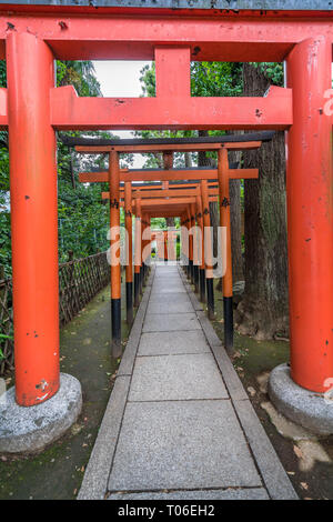 Tokio - 27. Juli 2017: Torii-tor Pfad am Hanazono Inari Jinja Schrein der Gottheit Ukanomitama verankert. In Ueno Park, Tokio Stockfoto