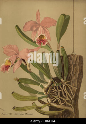 Mossâ € ™ s Cattleya oder Ostern, Orchidee Cattleya mossiae. Chromolithograph von Luke Firma nach einer botanischen Abbildung von Harriet Stewart Miner von Orchideen, die königliche Familie von Pflanzen, Lee & Shepard, Boston, 1885. Die erste Amerikanische Farbe platte Buch über Orchideen von Frau Botaniker Bergmann. Stockfoto