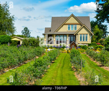 Berry Farm House mit bluebbery Sträucher in Vorder- und Hintergrund des blauen Himmels Stockfoto