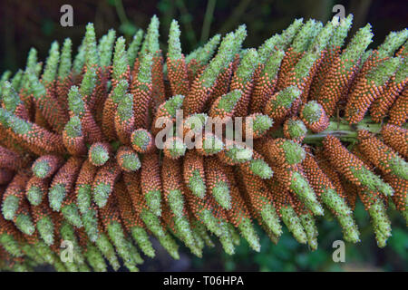 Riesige nalca Blume (Gunnera dolmetsch), Nationalpark Queulat, Patagonien, Aysen, Chile Stockfoto