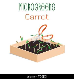 Microgreens Karotte. Microgreen wachsen in einer Kiste mit Erde. Die Ernte mit der Schere schneiden. Vitamin Supplement, veganes Essen Stock Vektor