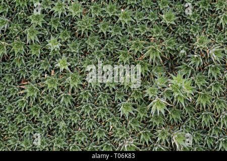 Full Frame abstrakte natürlichen Hintergrund grün sukkulente Pflanze (Abromeitiella Buergeri oder deuterocohnia Buergeri), Ansicht von oben. Stockfoto