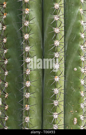 Full Frame Nahaufnahme von spiky Trichocereus terscheckii Kaktus, natürlichen Hintergrund. Stockfoto