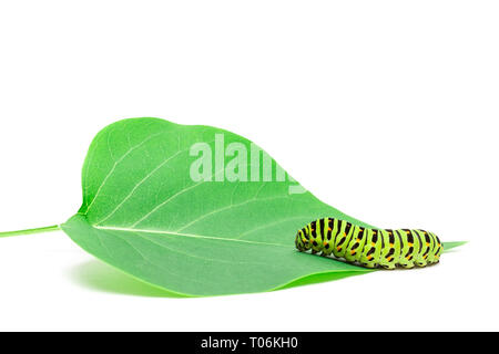 Swallowtail Caterpillar oder Pieris brassicae auf weißem Hintergrund Stockfoto