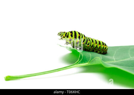 Swallowtail Caterpillar oder Pieris brassicae auf weißem Hintergrund Stockfoto