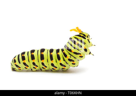 Swallowtail Caterpillar oder Pieris brassicae auf weißem Hintergrund Stockfoto