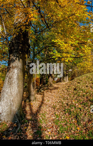 enchanted forest with the colors of autumn Stockfoto
