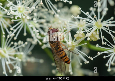 Schweben fliegen auf weiße Hortensie Stockfoto