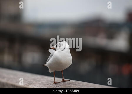 Lachmöwe am Ufer der Themse im Winter Gefieder Stockfoto