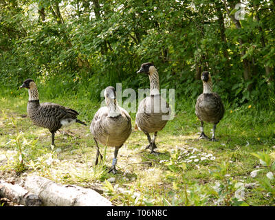 Nene Hawaiian goose (Branta sandvicensis), WWT UK Stockfoto