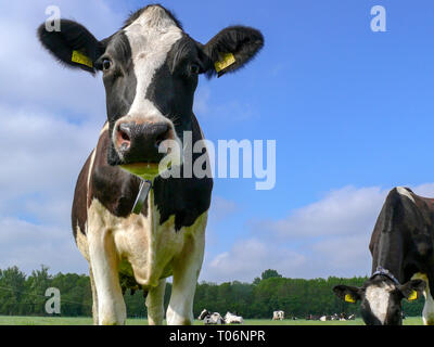 Schwarze und weiße Kuh steht auf der Weide mit mehr Kühe unter einem blauen Himmel, mit Kragen und gelbe Ohrmarken. Stockfoto