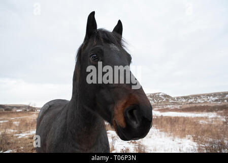 Nahaufnahme eines schwarzen und braunen Pferd Kopf gegen einen Winter Hintergrund der Badlands Gelände und grauer Himmel in Rot von Alberta Kanada Deer River Valley Stockfoto